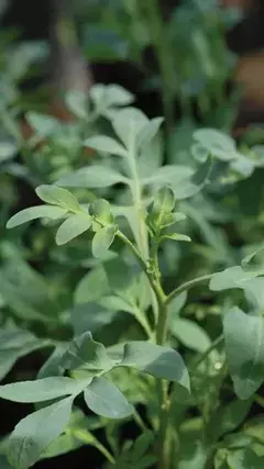 Semillas Ruda Macho Profesional Huerta Cultivo Floral Eco