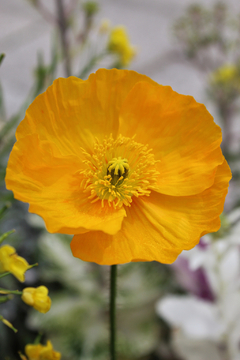 Semillas Amapola De Islandia Huerta Cultivo Floral Eco en internet