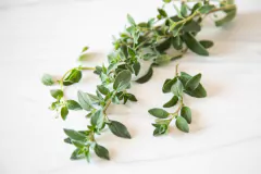 Semillas Oregano Profesional Huerta Cultivo Floral Eco en internet