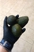 Palta Hass (unidad)