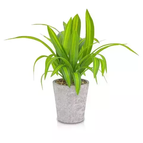 Planta con maceta cotton 27x32cm