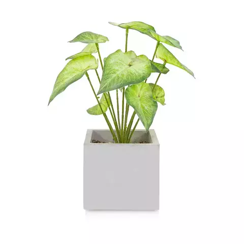 Planta con maceta lord 21x28cm