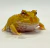 Rã Pacman (Ceratophrys cranwelli) - PAC ALB 5577 - comprar online