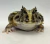 Rã Pacman (Ceratophrys cranwelli) - PAC COL 5223 - comprar online