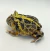 Rã Pacman (Ceratophrys cranwelli) - PAC COL 5223 - Reserva Dracaena