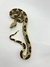 Jiboia (Boa constrictor) - Boa 3078