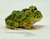 Rã Pacman (Ceratophrys cranwelli) - PAC COL 3624 - comprar online