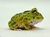 Rã Pacman (Ceratophrys cranwelli) - PAC COL 3631 - comprar online