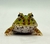 Rã Pacman (Ceratophrys cranwelli) - PAC COL 3248 - comprar online