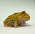 Rã Pacman (Ceratophrys cranwelli) - PAC ALB 5118 - Reserva Dracaena