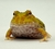Rã Pacman (Ceratophrys cranwelli) - PAC ALB 5102 - comprar online
