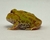 Rã Pacman (Ceratophrys cranwelli) - PAC ALB 5102 - loja online