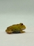 Rã Pacman (Ceratophrys cranwelli) - PAC ALB 5645 - loja online