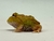 Rã Pacman (Ceratophrys cranwelli) - PAC ALB 5144 - Reserva Dracaena