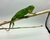 IGUANA IGUANA - IGUA5477 - loja online