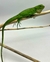 IGUANA IGUANA - IGUA5477 - Reserva Dracaena