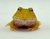 Rã Pacman (Ceratophrys cranwelli) - PAC ALB 5330 - comprar online