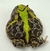 Rã Pacman (Ceratophrys cranwelli) - PAC COL 3215 - loja online