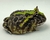 Rã Pacman (Ceratophrys cranwelli) - PAC COL 3215 - Reserva Dracaena