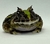 Rã Pacman (Ceratophrys cranwelli) - PAC COL 3215 - comprar online