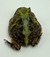 Rã Pacman (Ceratophrys cranwelli) - PAC COL 9984 - loja online