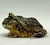Rã Pacman (Ceratophrys cranwelli) - PAC COL 9984 - Reserva Dracaena