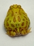 Rã Pacman (Ceratophrys cranwelli) - PAC ALB 5328 - loja online