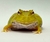 Rã Pacman (Ceratophrys cranwelli) - PAC ALB 5154 - comprar online