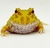 Rã Pacman (Ceratophrys cranwelli) - PAC ALB 5474 - comprar online