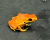 Dendrobate Laranja sólido (Adelphobates galactonotus) - GALAC 5711 na internet