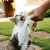 Petisco Natural Rúmen Bovino Buchinho AlecrimPet Cães Gatos na internet