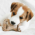Mordedor Benebone Puppy 2-Pack Bacon - loja online