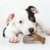 Imagem do Mordedor Benebone Puppy 2-Pack Bacon
