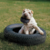 Mordedor Kong Extreme Tires na internet