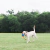 Bola com Corda Chuckit! Rope Fetch - loja online
