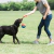 Bola com Corda Chuckit! Rope Fetch na internet