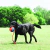 Bola com Corda Chuckit! Rope Fetch - Joot Pet