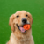 Bola Chuckit! Air Fetch - Joot Pet