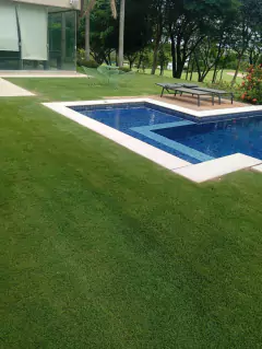 Grama Innovation Zoysiagrass - loja online