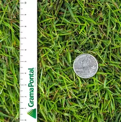 Grama Innovation Zoysiagrass - comprar online