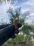 Miniatura de Santo Antônio - comprar online