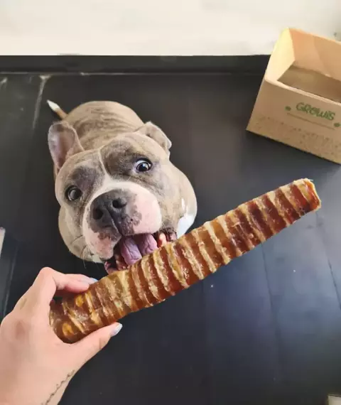 Tráquea deshidratada XL
