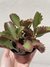 SUCULENTA MEDIANA - comprar online