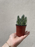 SUCULENTA MEDIANA - ME PLANTO