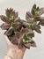 SUCULENTA MEDIANA - comprar online