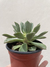 SUCULENTA MEDIANA