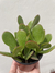 SUCULENTA MEDIANA - ME PLANTO