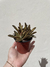 SUCULENTA MEDIANA