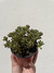SUCULENTA MEDIANA