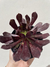SUCULENTA MEDIANA - comprar online